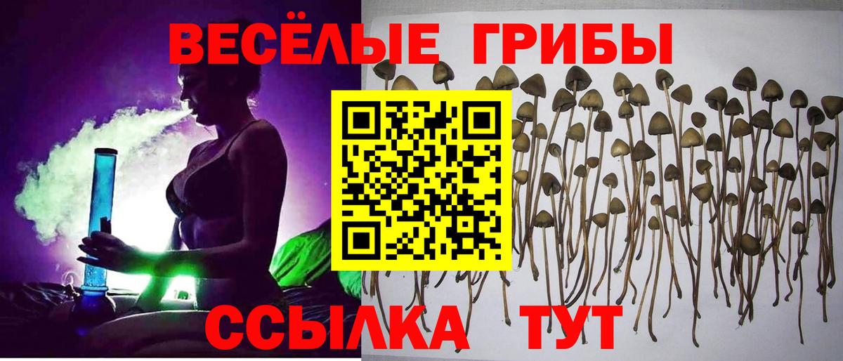 Галлюциногенные грибы прущие грибы Сыктывкар
